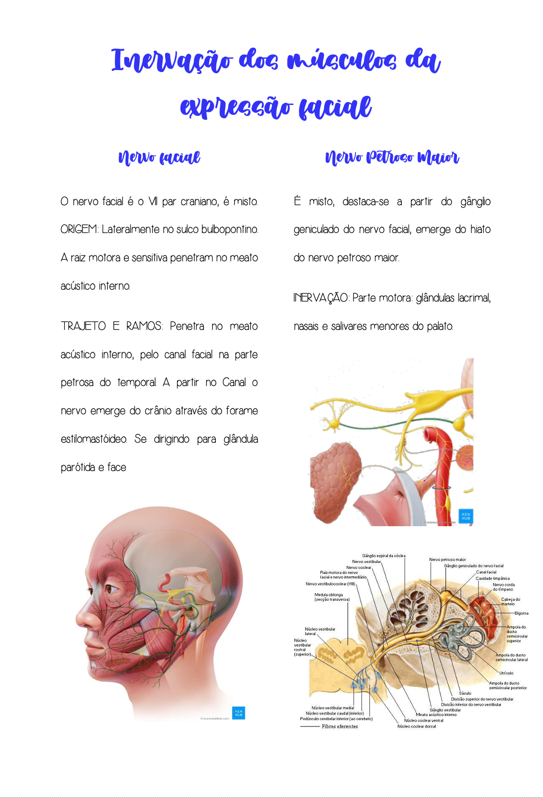 Página do resumo sobre inervação dos músculos da expressão facial