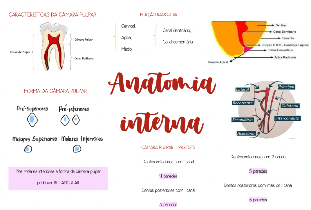 Mapa mental ilustrado de anatomia interna dental