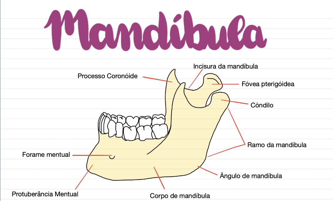 Mapa mental ilustrado da mandíbula