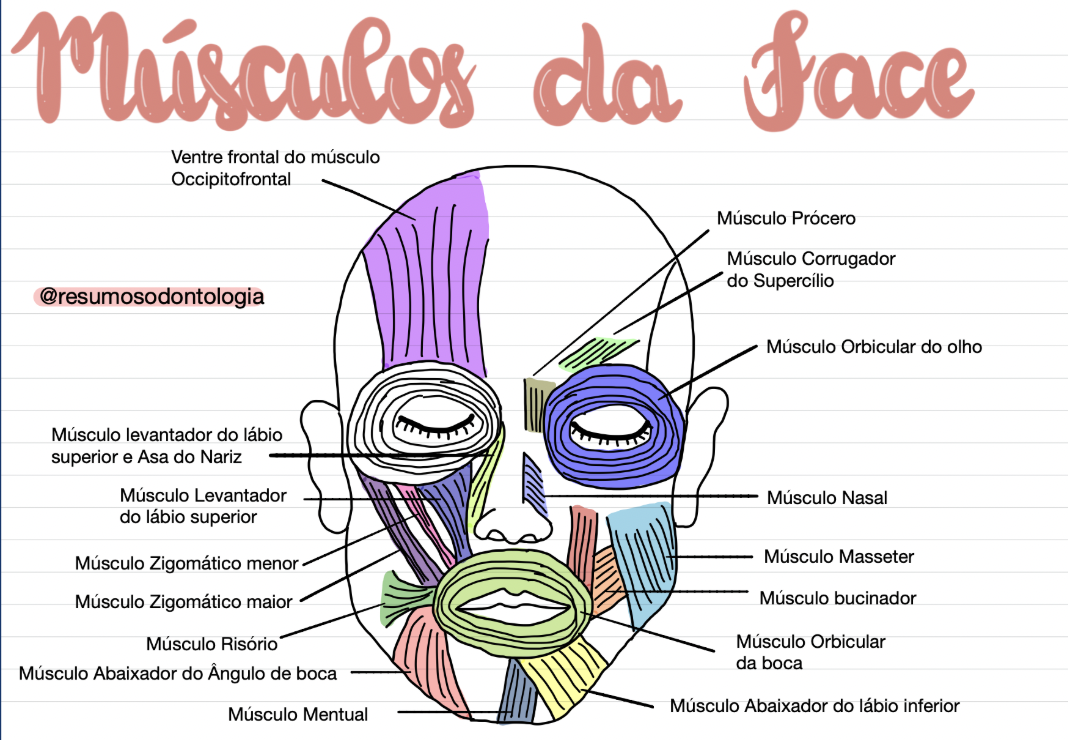 Mapa mental ilustrado dos músculos da face